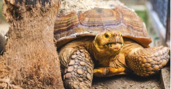 Turtles - A-Z Animals