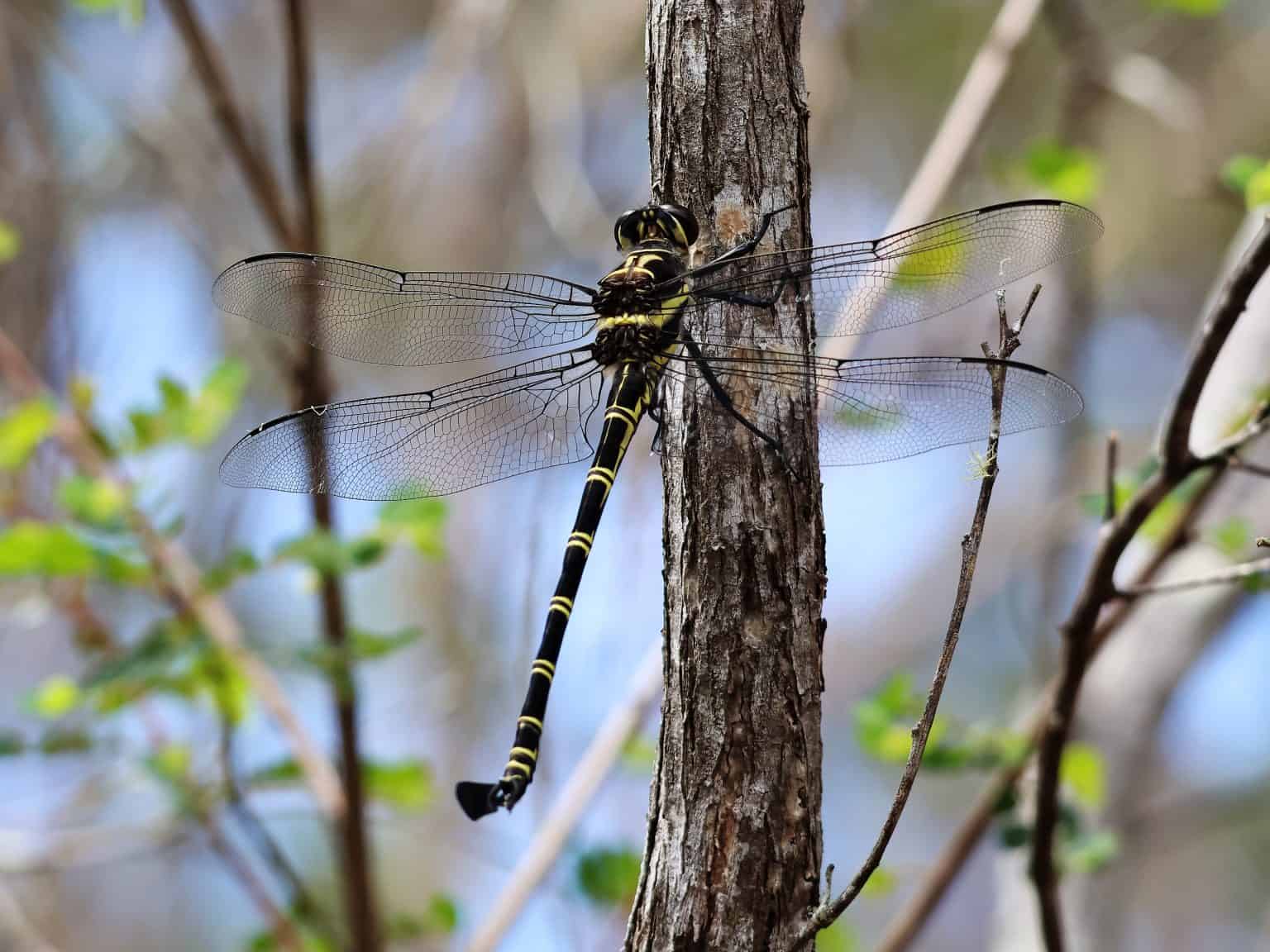 Top 10 Largest Dragonflies: A Colorful Journey Through Species - A-Z ...