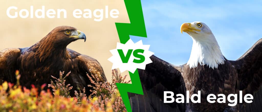 Golden Eagle vs Bald Eagle