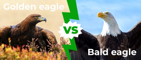 Golden Eagle vs Bald Eagle: Comparing These Two Masters of the Skies ...