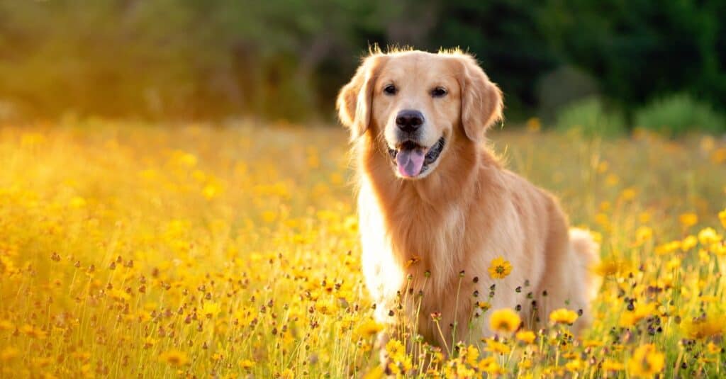 Golden Retriever dans un champ de fleurs jaunes