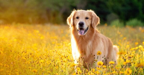 Do Golden Retrievers Shed? - A-Z Animals