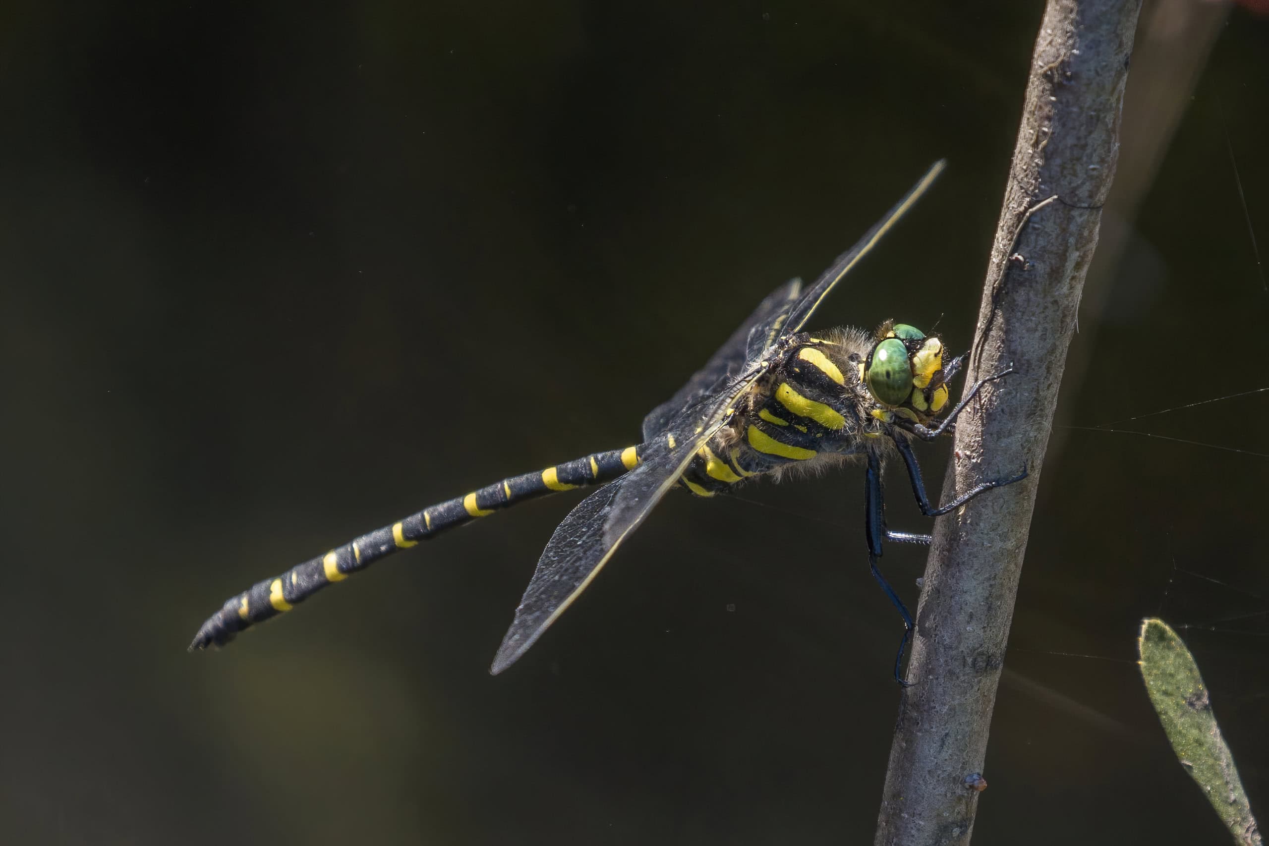 largest dragonflies