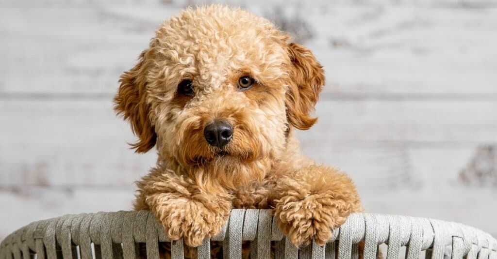 Goldendoodle Puppy in a Basket