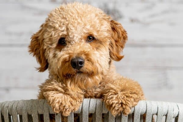 As the name suggests, Goldendoodles are golden in color. 
