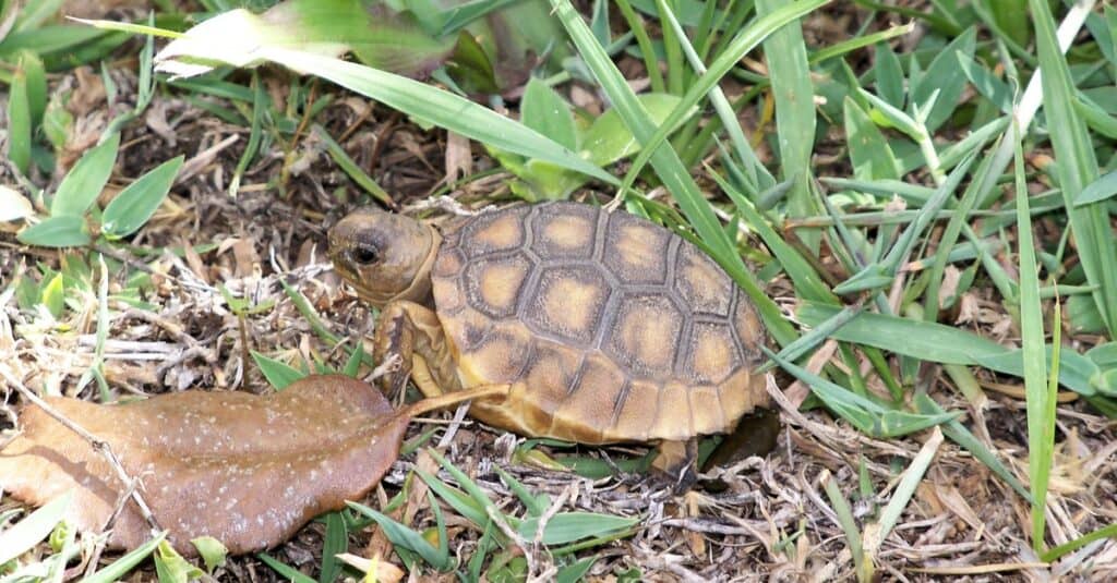 A young gopher tortoise slowly makes its way through the grass.