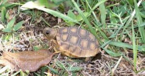 Ecosystem Engineers: Definition and Examples - A-Z Animals