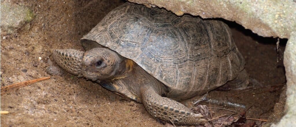 Gopher tortoise in tunnel