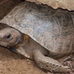 Gopher Tortoise