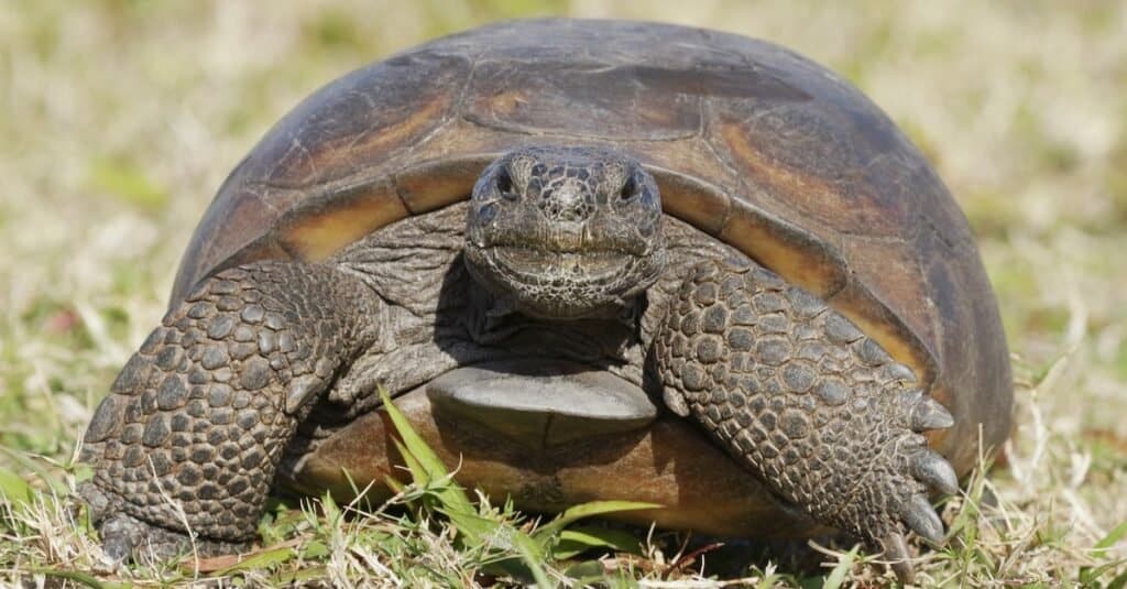 A curious endangered Gopher Tortoise (Gopherus polyphemus) walks on the grass in Florida.