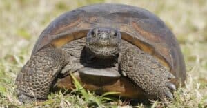 8 Types of Turtles in South Carolina Picture