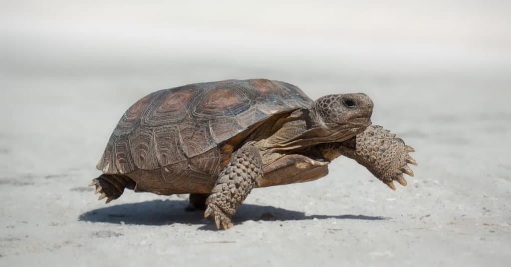 Gopher tortoise (Gopherus polyphemus) walking in the road.