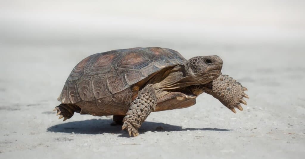 8-types-of-turtles-in-south-carolina-wiki-point