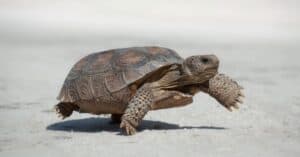 8 Amazing Turtles in Louisiana Picture