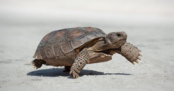 8 Types of Turtles in South Carolina - A-Z Animals