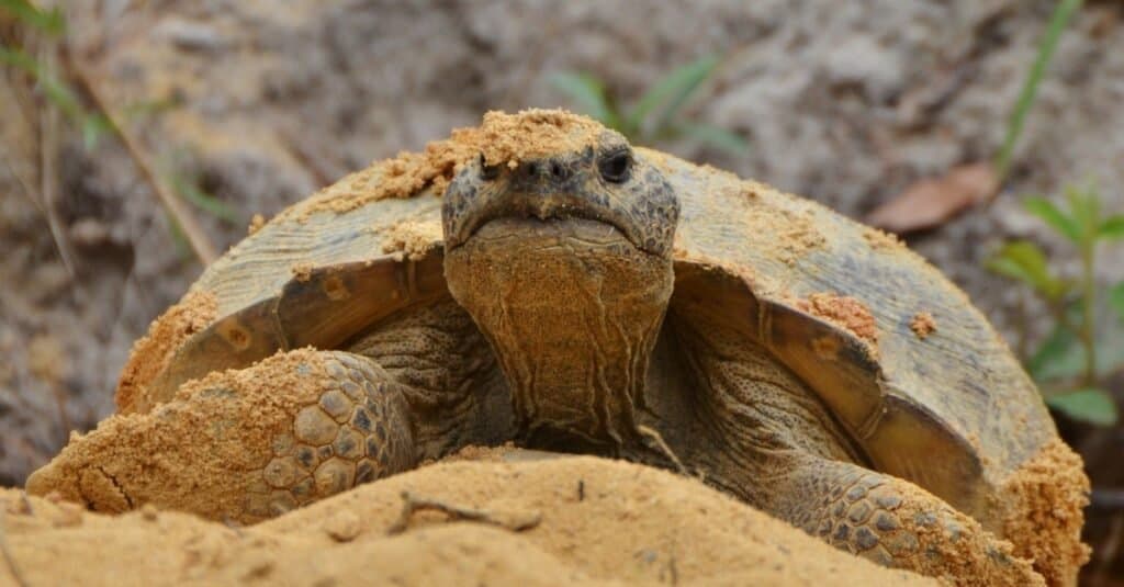 A gopher tortoise (Gopherus polyphemus) emerges from its burro. The gopher tortoise is an endangered species found in the southern United States.