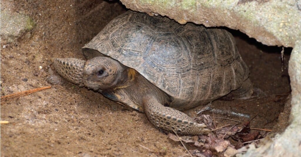 Gopher Tortoise burrowed in it's mound.
