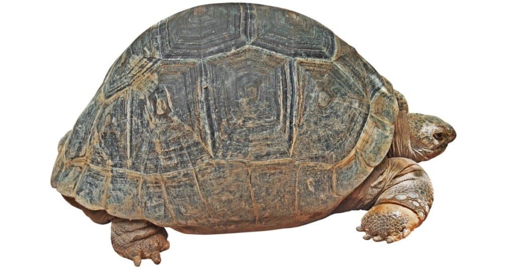 Gopher tortoise isolated on a white background.