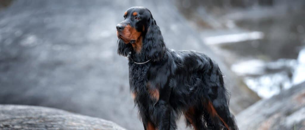 Gordon Setter