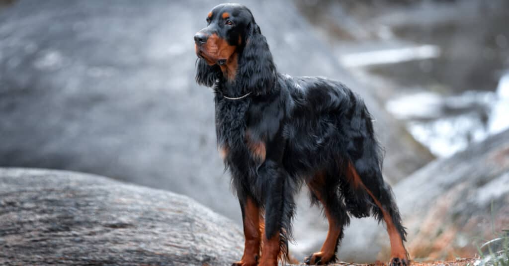 Gordon Setter on Rocks