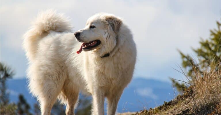 Tallest Dogs: Great Pyrenees
