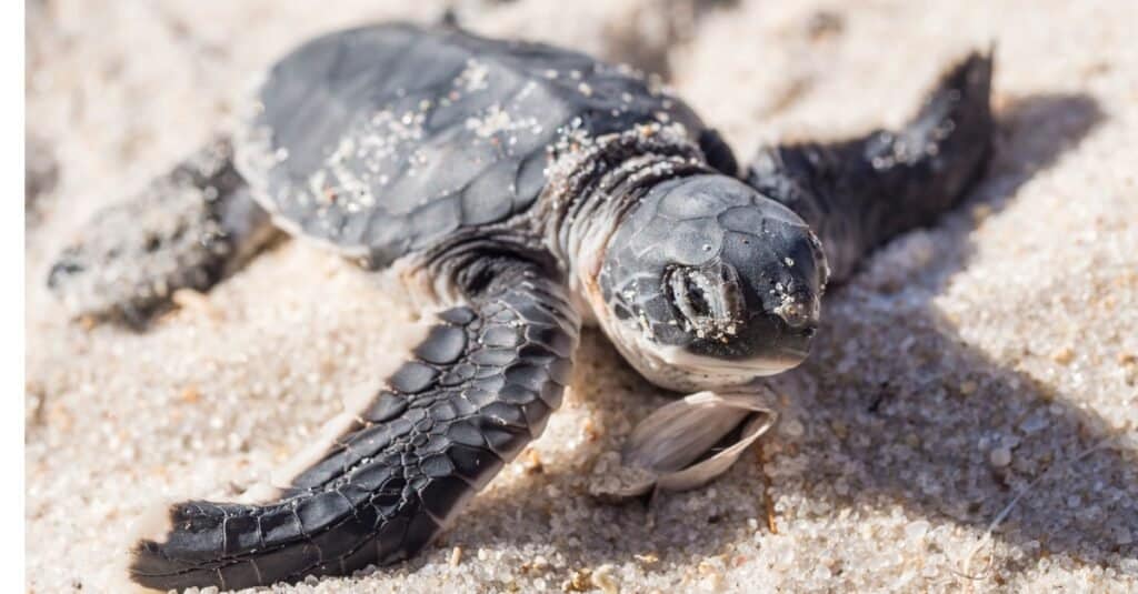 Green Sea Turtle in the Sand