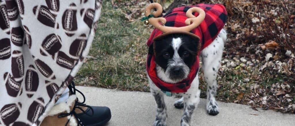 Grinch Dog Costume