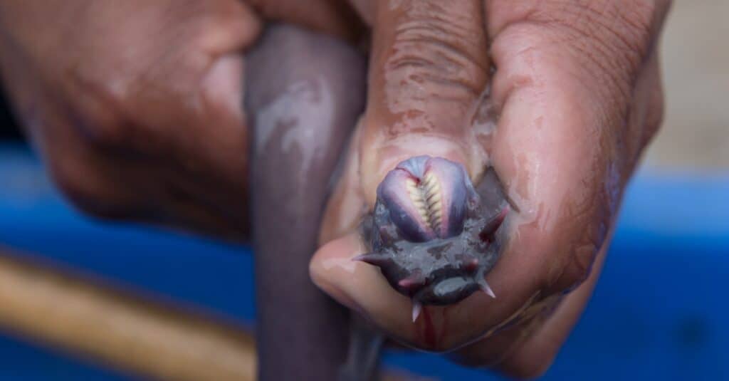 Animals That Have Multiple Hearts: Hagfish