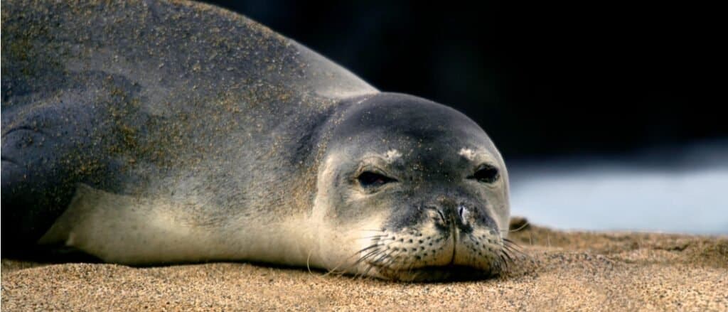 Hawaiian monk seal close up