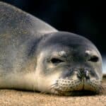 Hawaiian monk seal