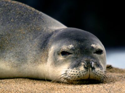 Hawaiian Monk Seal Picture