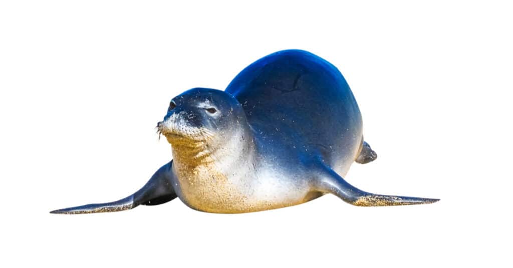 caribbean monk seal tail