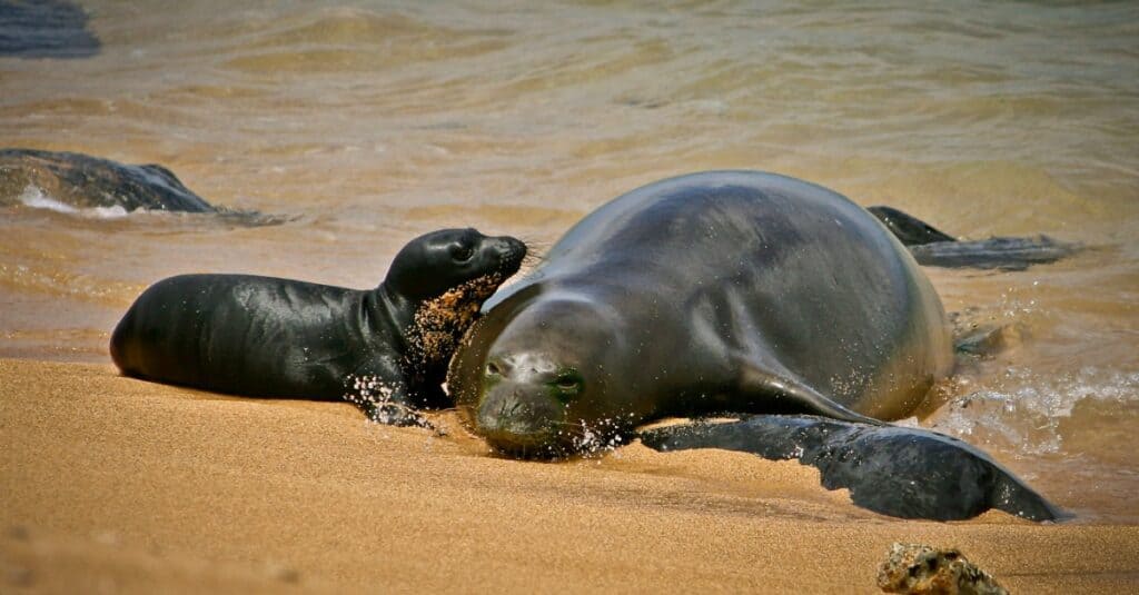 Hawaiian monk seal mom with her pup