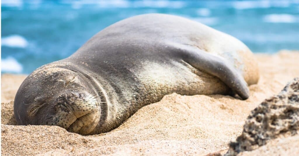 Hawaiian monk seal sleeping on the beach