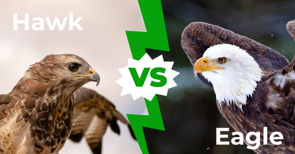 eagle vs hawk vs falcon