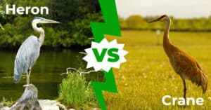 Heron vs Crane: 8 Main Differences Explained Picture