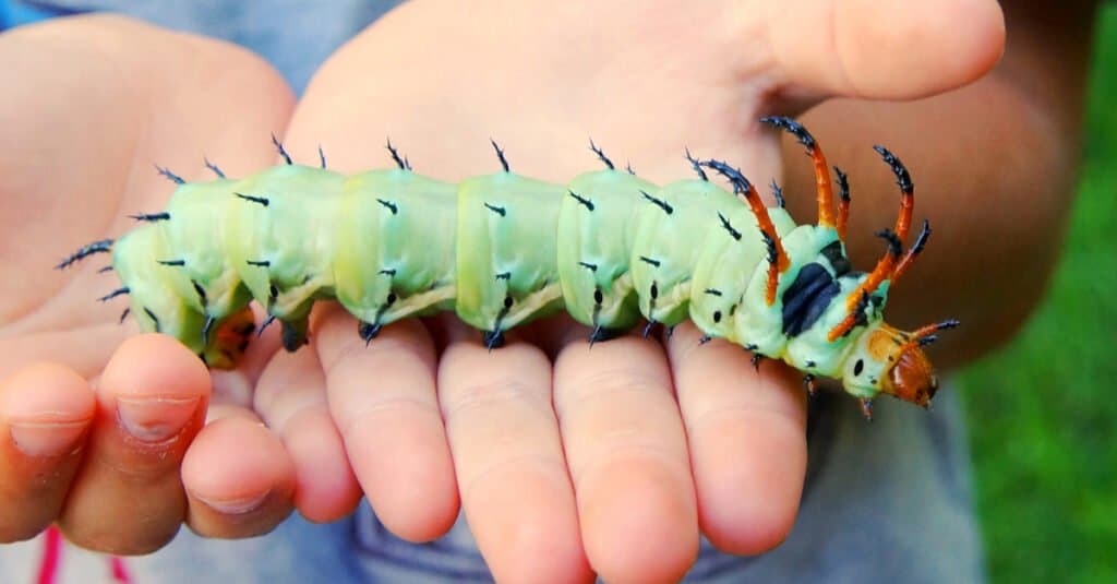 Largest caterpillar - hickory horned devil