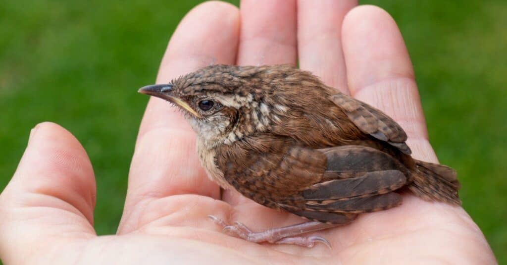 A tiny fledgling House Wren sitting in the palm of a hand.