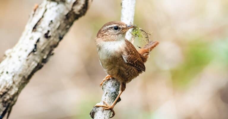 The House Wren building a nest with the building material in its beak.