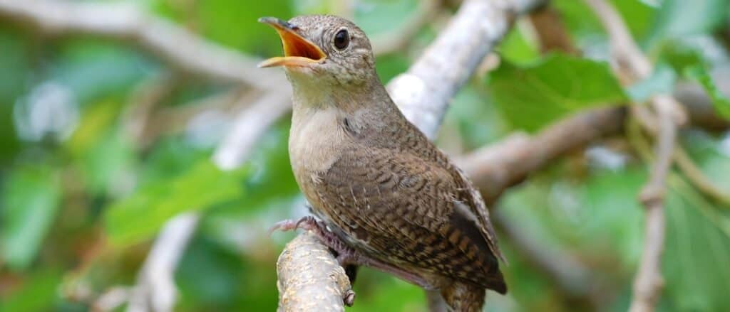 House Wren singing