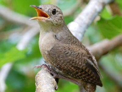 House wren Picture