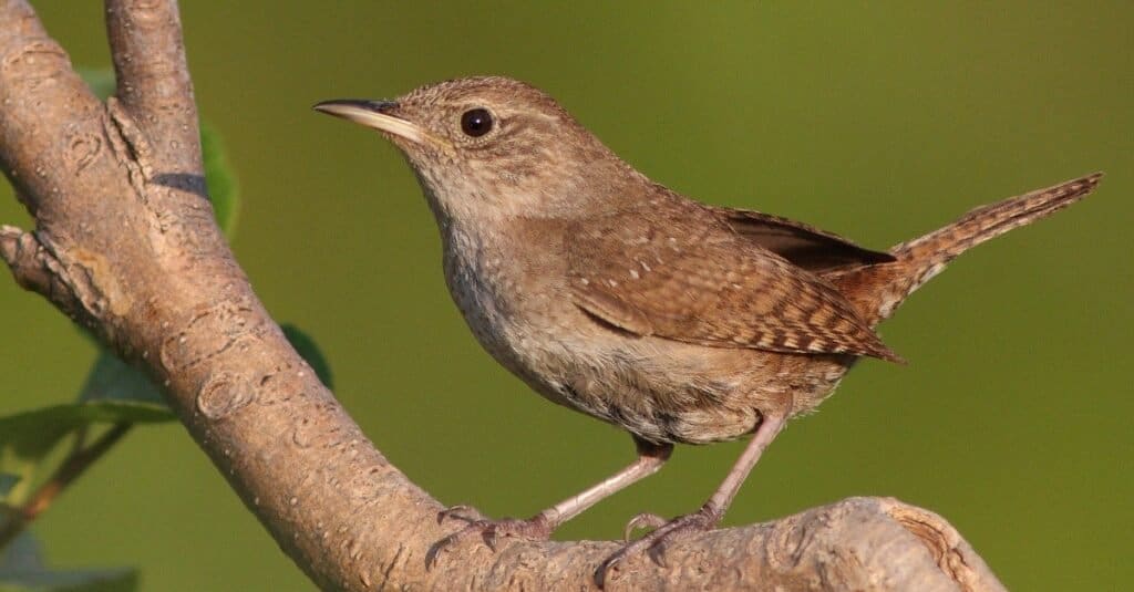 House wren (Troglodytes aedon) in spring in a tree.