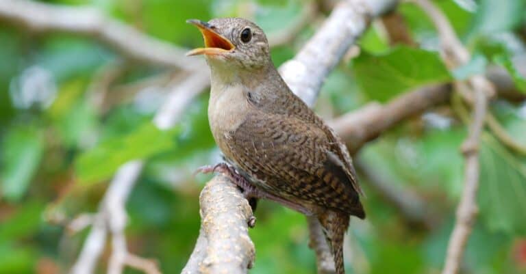 Small house wren perched on a tree branch singing.