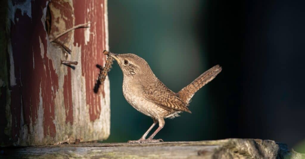 A House Wren brings insects to her chick who is nesting in a backyard birdhouse.