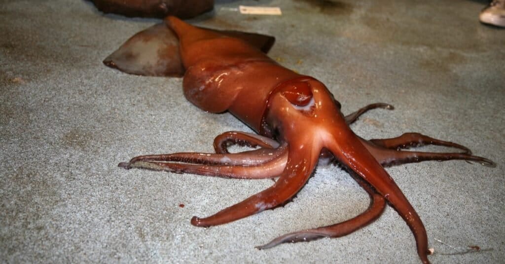 Giant Humboldt Squid on a fishing boat.