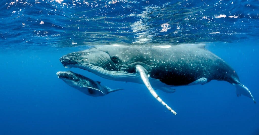 แม่ลูกวาฬหลังค่อมว่ายน้ำด้วยกัน