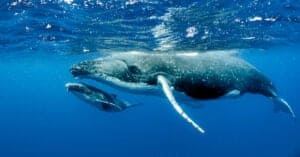 Humpback Whale vs Sperm Whale: What are the Differences? Picture