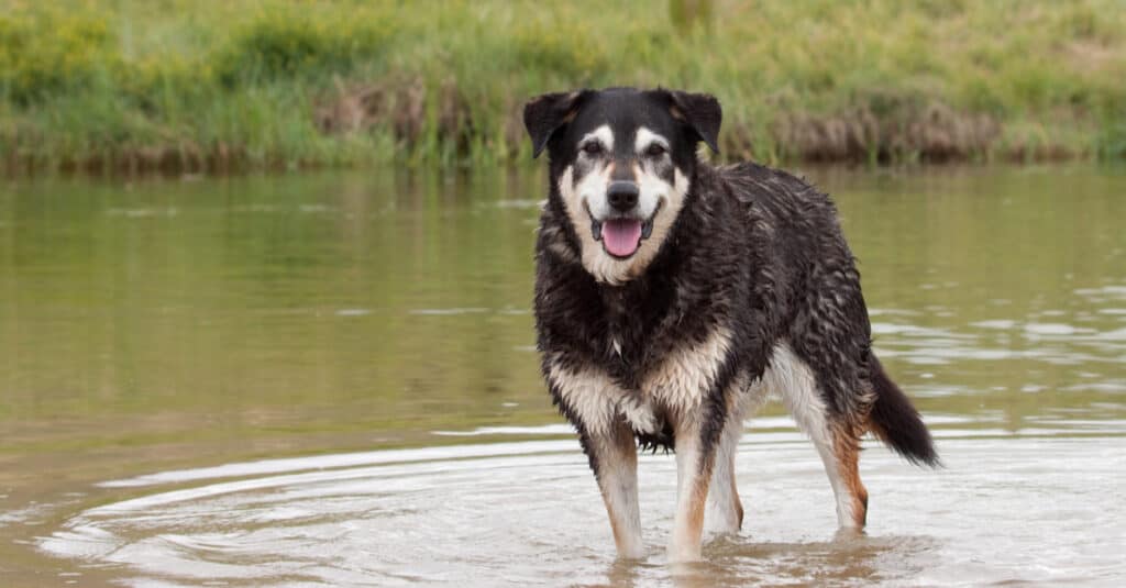 Huntaway playing in the water