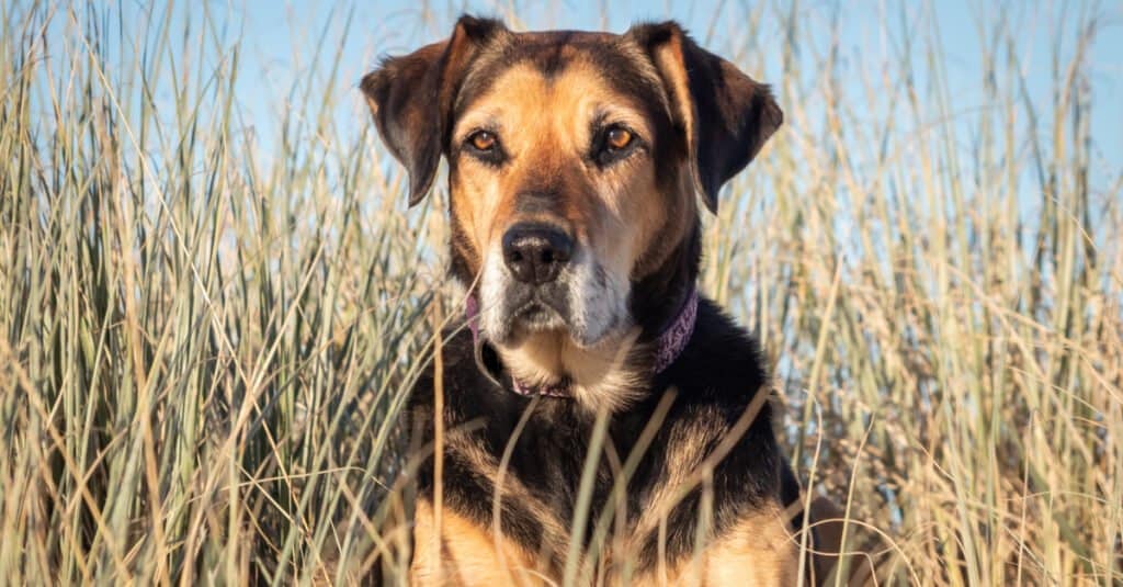 Huntaway close up on the beach