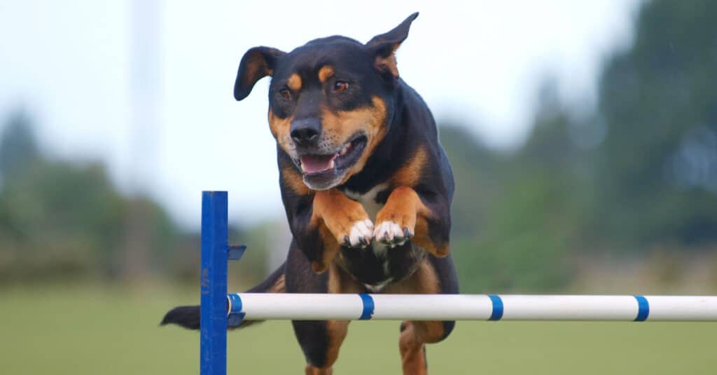 Huntaway jumping over obstacle